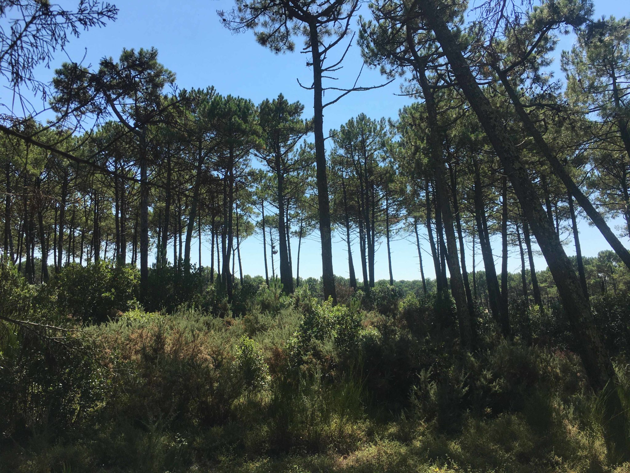 Photo 3/3 — Gîte insolite « La Grange du Coulin · Onesse-Laharie, Nouvelle-Aquitaine » à Onesse-Laharie Landes